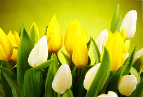 4k Yellow Flowers Wallpapers High Quality Download Free