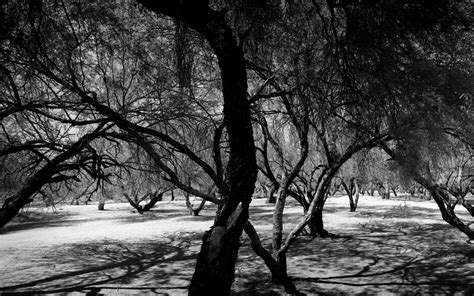 Trees Monochrome Wallpapers Hd Desktop And Mobile Backgrounds