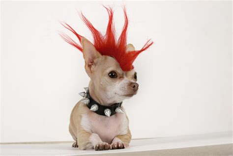 Punk Rock Dog Pet Costumes Halloween Animals Dog Hair Dye