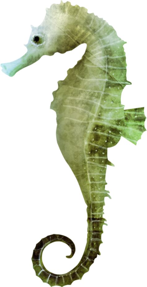 Seahorse Png