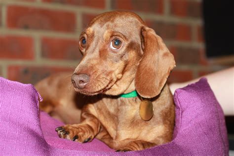 Violet - 2 year old female Dachshund dog for adoption