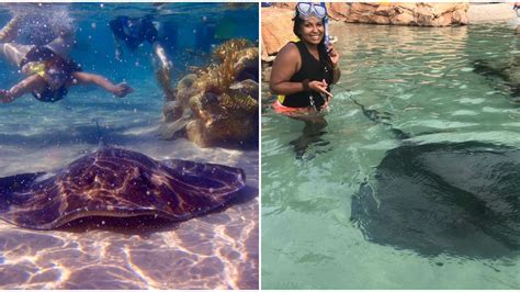 Swim With Stingrays At Floridas Discovery Cove In Orlando Narcity