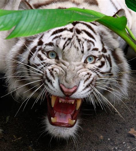 Free Download Angry White Tiger Wallpaper White Bengal Tiger 812x900
