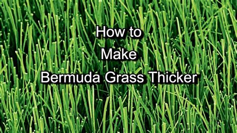 Had major issues with my normal editing software so this upload is gonna be a tad different. How to Make Bermuda Grass Thicker, Greener & Fuller