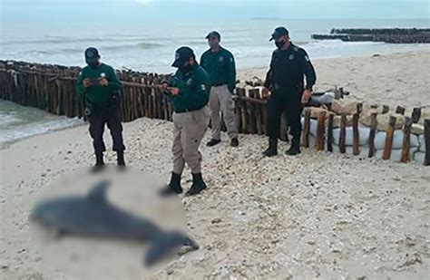 Dead Dolphin Found On Chelem Beach The Yucatan Times