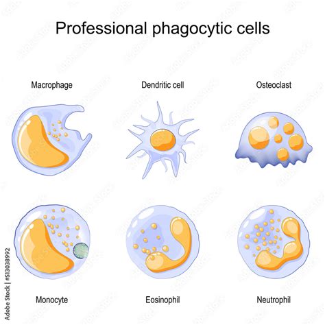 Phagocytosis Professional Phagocytic Cells Neutrophils Macrophages