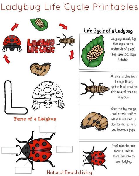 Ladybug Worksheets For Kindergarten Ladybug Life Cycle Activities