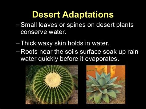 Desert Adaptationssmall Leaves Or Spines On Desert Plantsconserve