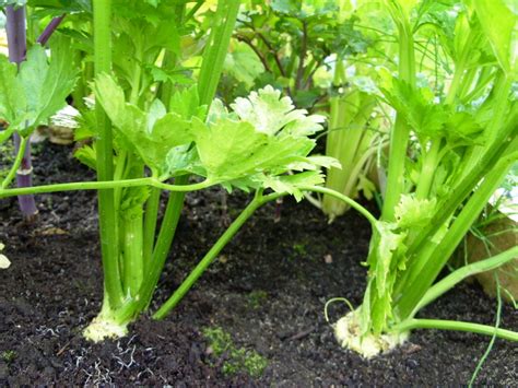Kellis Northern Ireland Garden Veg Update Peppers Broccoli Cabbage