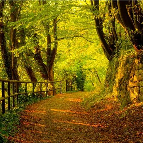 Leafy Autumn Pathway Ipad Wallpapers Free Download