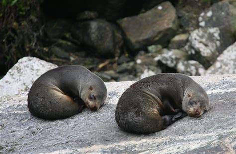 New Zealand Marine Mammals Flickr