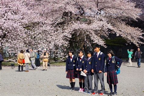 Why You Should Visit Japan During Cherry Blossom Season - The Traveling
