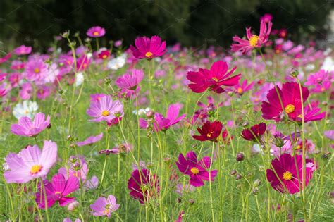 Cosmos Flower Featuring Autumn Beautiful And Beauty Cosmos Flowers