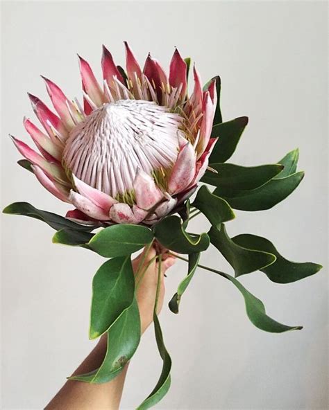 227 Best Protea Flowers Images On Pinterest