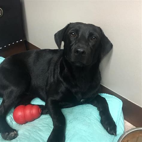 Found Dog Black Lab Mix In West End Pets