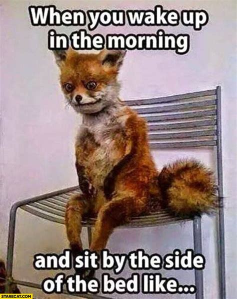 Fox When You Wake Up In The Morning And Sit By The Side Of The Bed Like
