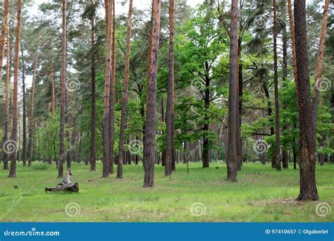 Beautiful Pine Forest Stock Image Image Of Foliage Scene 97410657