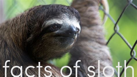 Facts Of Sloth Youtube