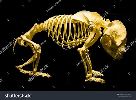 Full Complete Isolated Skeleton Panda Bear Stock Photo 1026009334