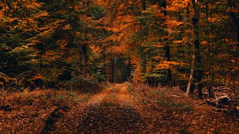 Download Wallpaper 1920x1080 Forest Path Autumn Foliage