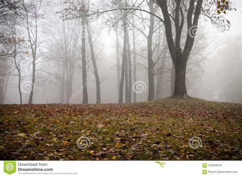 Autumn Forest And Fog Stock Photo Image Of Creepy Colors 102969478