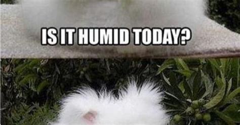 Lol Wisconsin Humidity Bunnies And Fluff Pinterest Animal Memes