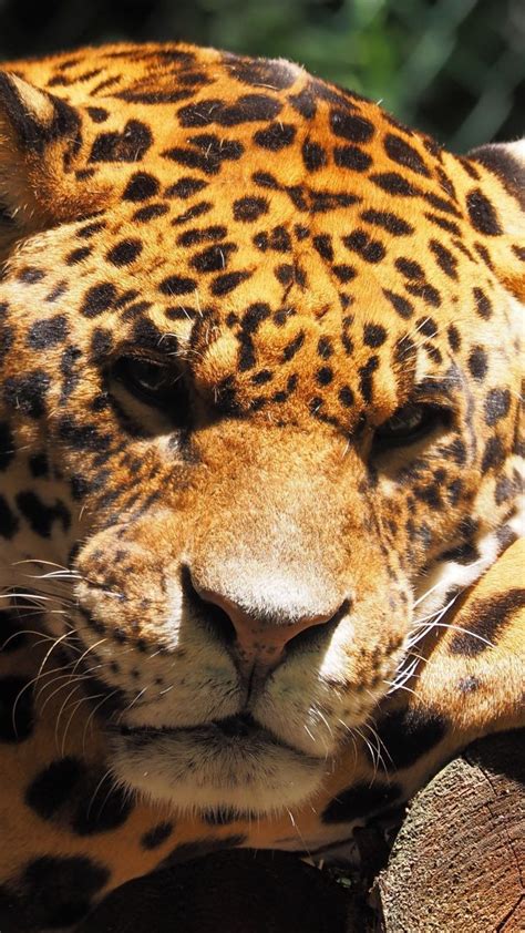 Jaguar Animal Predator Muzzle Wild 720x1280 Wallpaper Jaguar