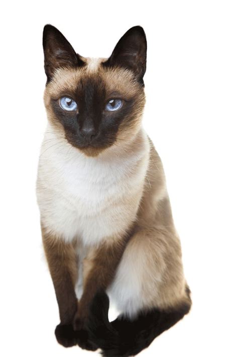 Siamese Cat Breeders Australia Siamese Cat Breed Info And Great Pics