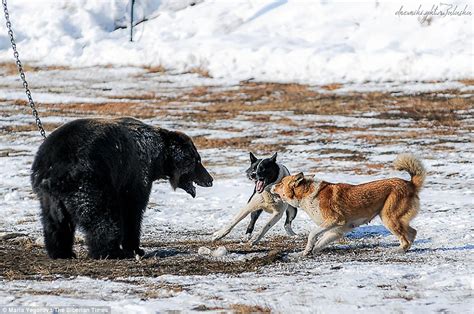 Bear Is Chained Up And Attacked By Hunting Dogs In Russia
