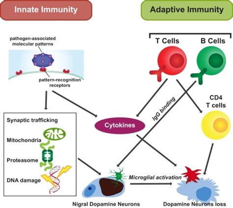 Acquired immunity is immunity that develops with exposure to various antigens. Innate and adaptive immunity in PD. Innate and adaptive ...
