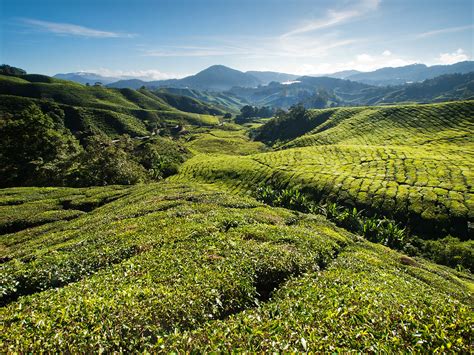 Boh tea plantation at sungai palas, brinchang cameron highlands, malaysia. Morning @ Boh Tea Plantations, Sungai Palas ... | Boh Tea ...