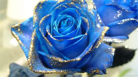 Beautiful Blue Rose Desktop Wallpapers Wallpaper Cave