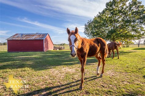 Navasota Grimes County Tx Farms And Ranches Horse Property House