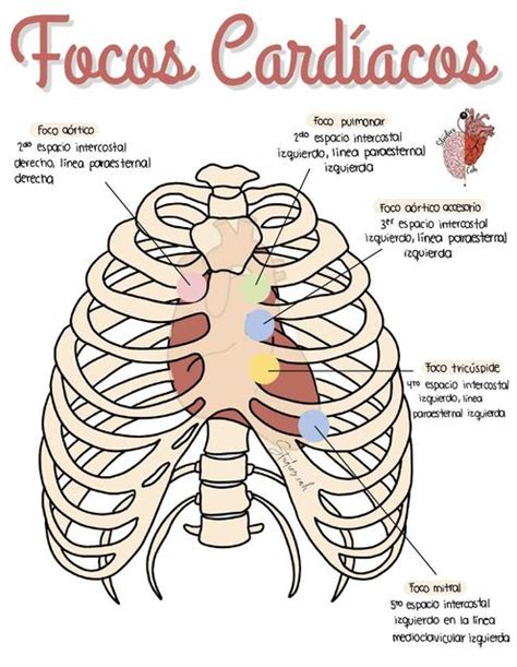 Focos Cardíacos Studiescah Udocz