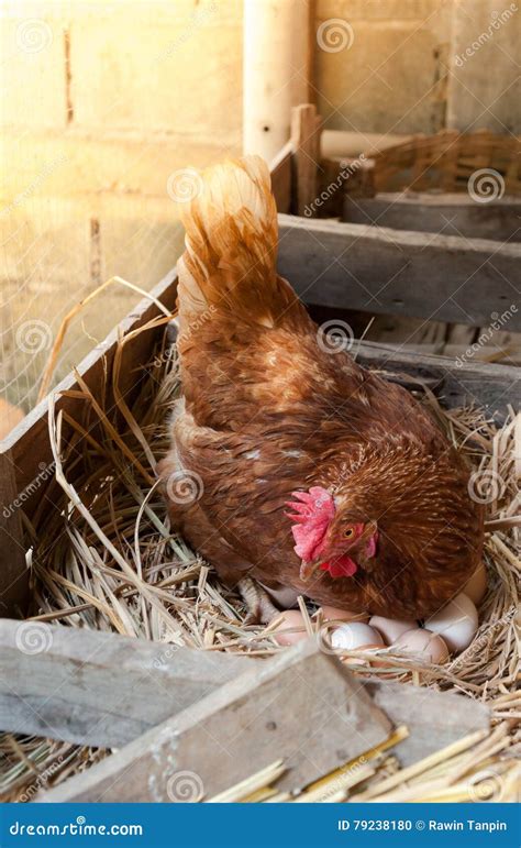 Mother Hen Hatching Eggs In Nest Stock Photo Image Of Animal Child