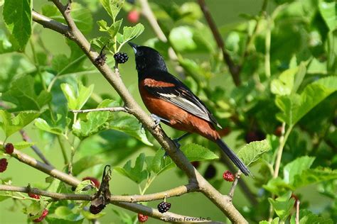Natural World Through My Camera Baltimore Or Orchard Oriole