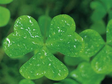 What Is The Official Flower Of Ireland