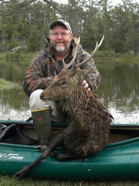 Best Time For Sika Deer Hunting In Shore Marshes