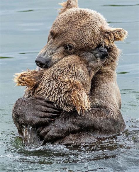 Bears Hug Cute Animals Baby Animals Animals Wild