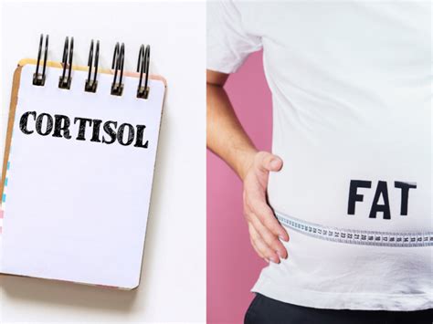 The Relationship Between Cortisol And Belly Fat Synergised