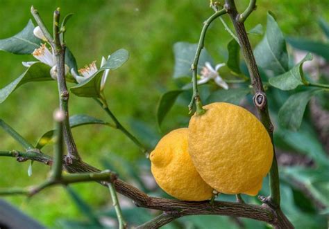 Dream Of Growing Your Own Lemon Tree At Home We Take You