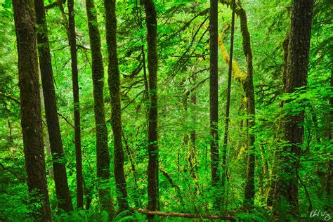 Oregon Rainforest Photo Richard Wong Photography