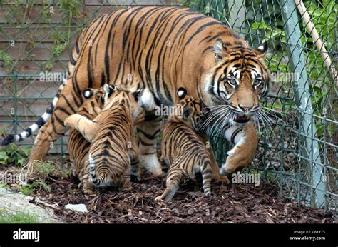 The Latest Births At Dublin Zoo Three Female Sumatran Tiger Cubs One