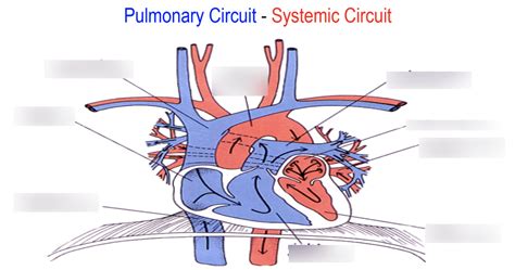 Pulmonarysystemic Circuit Diagram Quizlet