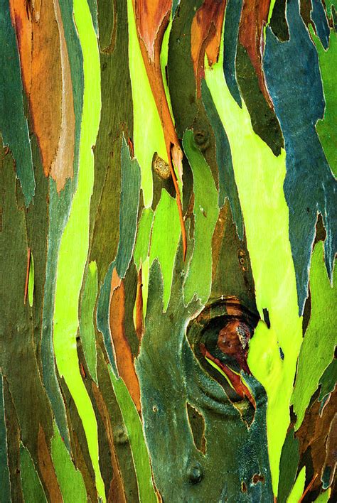 Rainbow Eucalyptus Bark Mindanao Gum Photograph By Russ Bishop Fine
