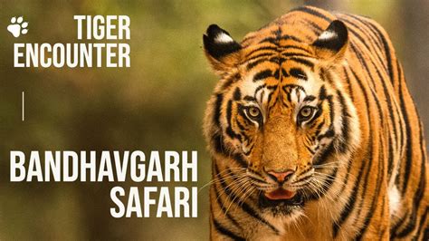 Bandhavgarh National Park Tigers Spotted Tala Zone Jungle Safari