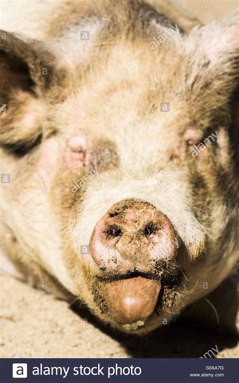 Cerdo Porky Fotografías E Imágenes De Alta Resolución Alamy