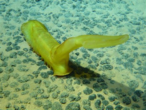 Real Monstrosities Wrong Again Sea Cucumber