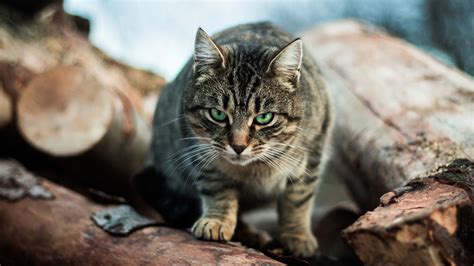 What Is A Feral Cat Mean