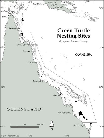 It is the only extant species in the genus eretmochelys. Green turtle - GBRMPA